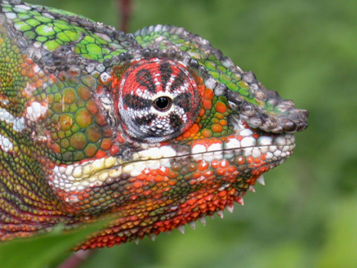 Beautiful Male Panther Chameleon 