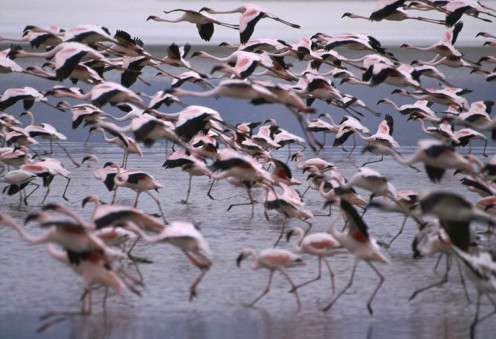 The lesser flamingo regularly flocks to Lake Natron.
