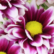 Dahlia Flower profile image
