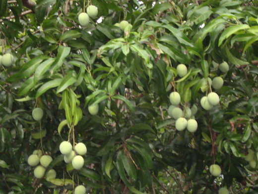 Mango tree