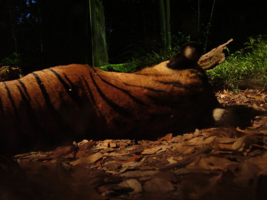 A tiger seen on the Night Safari