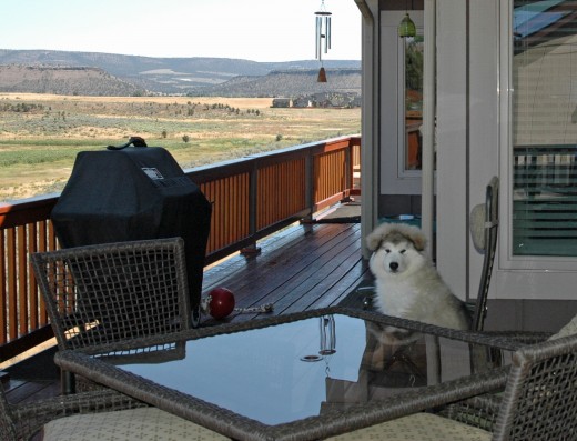 Consider dogs or other pets when hosting your dinner party.
