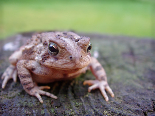 Beneficial toads eat beetle bugs and other garden pests!