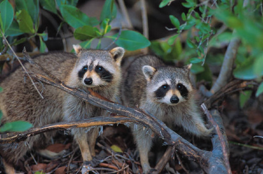 Handle raccoons with extreme caution! Cute as they are, they can also be quite vicious and tend to carry rabies!