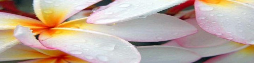 - Lotus Dreams -