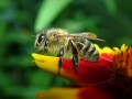 The Life Cycle of the Western Honey Bee