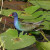American Purple Gallinule in water at Everglades National Park American Purple Gallinule in water at Everglades National Park