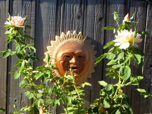 Our SunMan smiling at the roses
