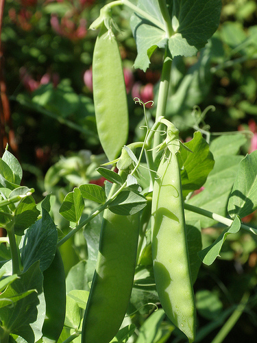 how to grow snow peas