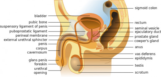 Male reproductive system. Source: Tsaitgaist, Wikimedia Commons, CC BY-SA 3.0.