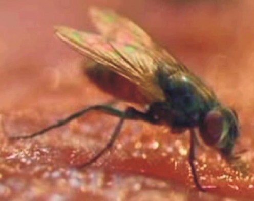 - This Fly -