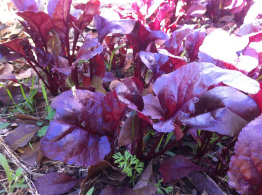 Bull's Blood Beet add color to your landscape and your salads.