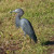 Non-breeding adult Little Blue Heron in the Everglades Non-breeding adult Little Blue Heron in the Everglades