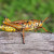 Eastern Lubber Grasshopper photo taken at Anhinga Trail, Everglades National Park, Florida, USA Eastern Lubber Grasshopper photo taken at Anhinga Trail, Everglades National Park, Florida, USA