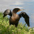 Double crested cormorant (Phalacrocorax auritus) spreading its wings. Double crested cormorant (Phalacrocorax auritus) spreading its wings.