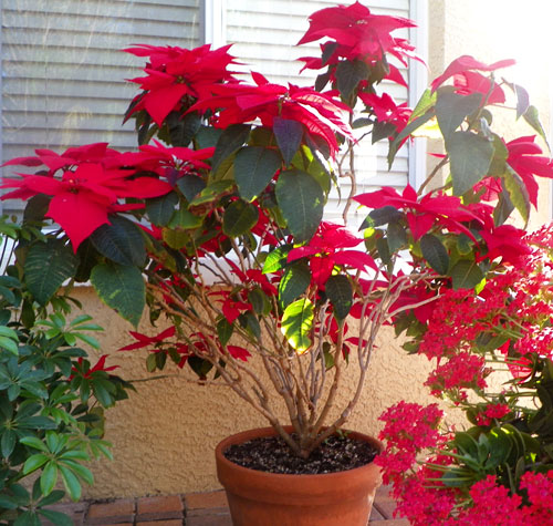Four year old red Poinsettia