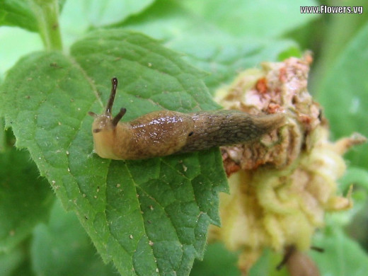 Typical garden slug