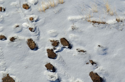 Snow affords some measure of tracking where you've been within the Badlands.