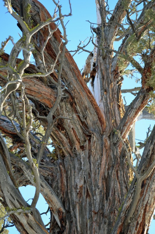 Arthritic tree of the Badlands.