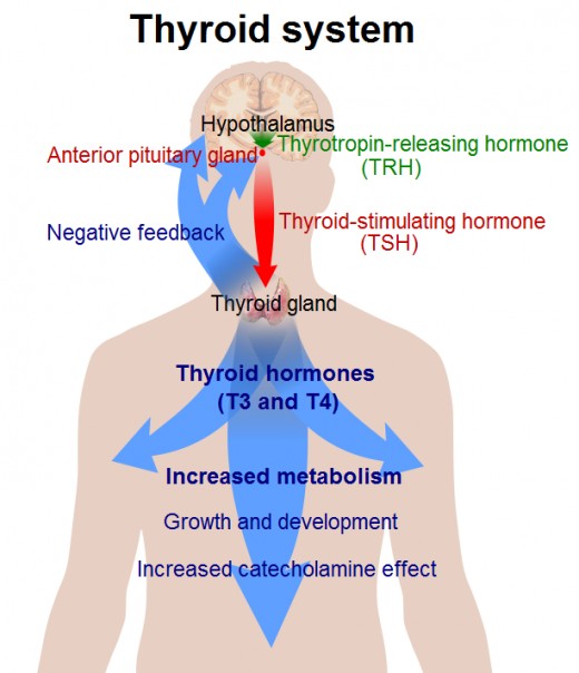 This figure shows what happens when the body produces more thyroid hormone. However, in the condition of hypothyroidism, the thyroid hormones are decreased and the body and its metabolism slows down.