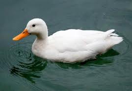 White duck