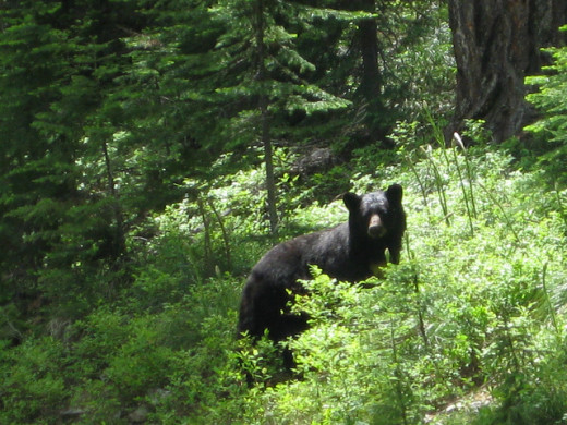 Black bears inhabit Acadia