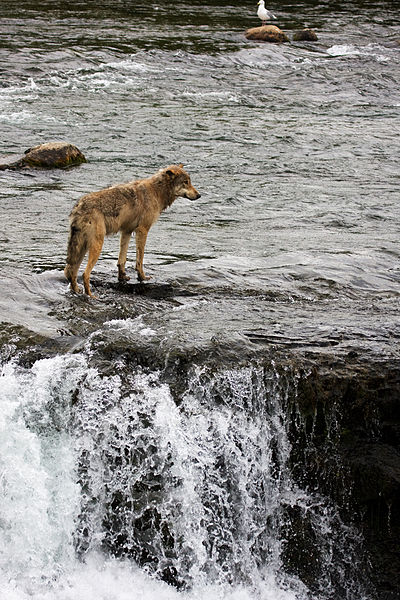 Wolf at Brooks Falls in Katmai National Park, Alaska.
