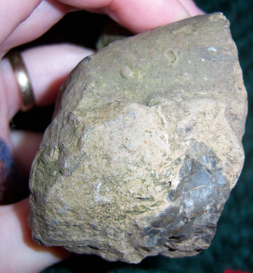A piece of shale sprinkled with fossils picked up in the hills of Upstate New York. Prospectors look for shale because it can indicate underground fossil fuel sources.
