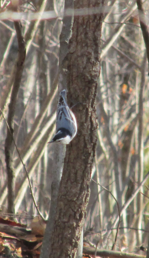 White Breasted Nuthatch on its way down the tree looking for insects.