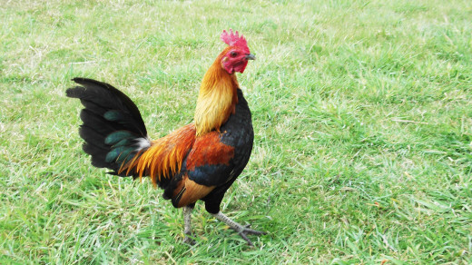 There are many breeds of chickens to choose from. I also enjoy the beauty of roosters ... including this one.