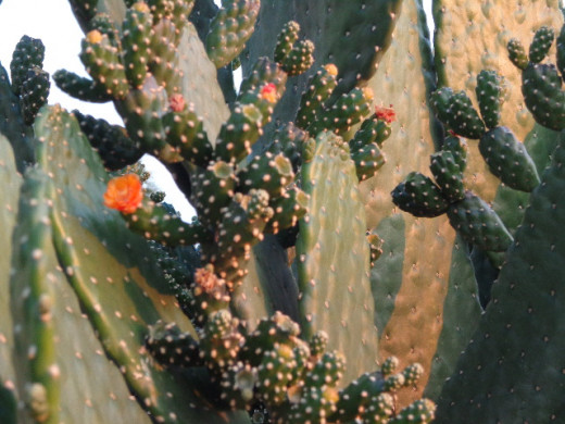 this cactus is blooming, but it can also be thorny!