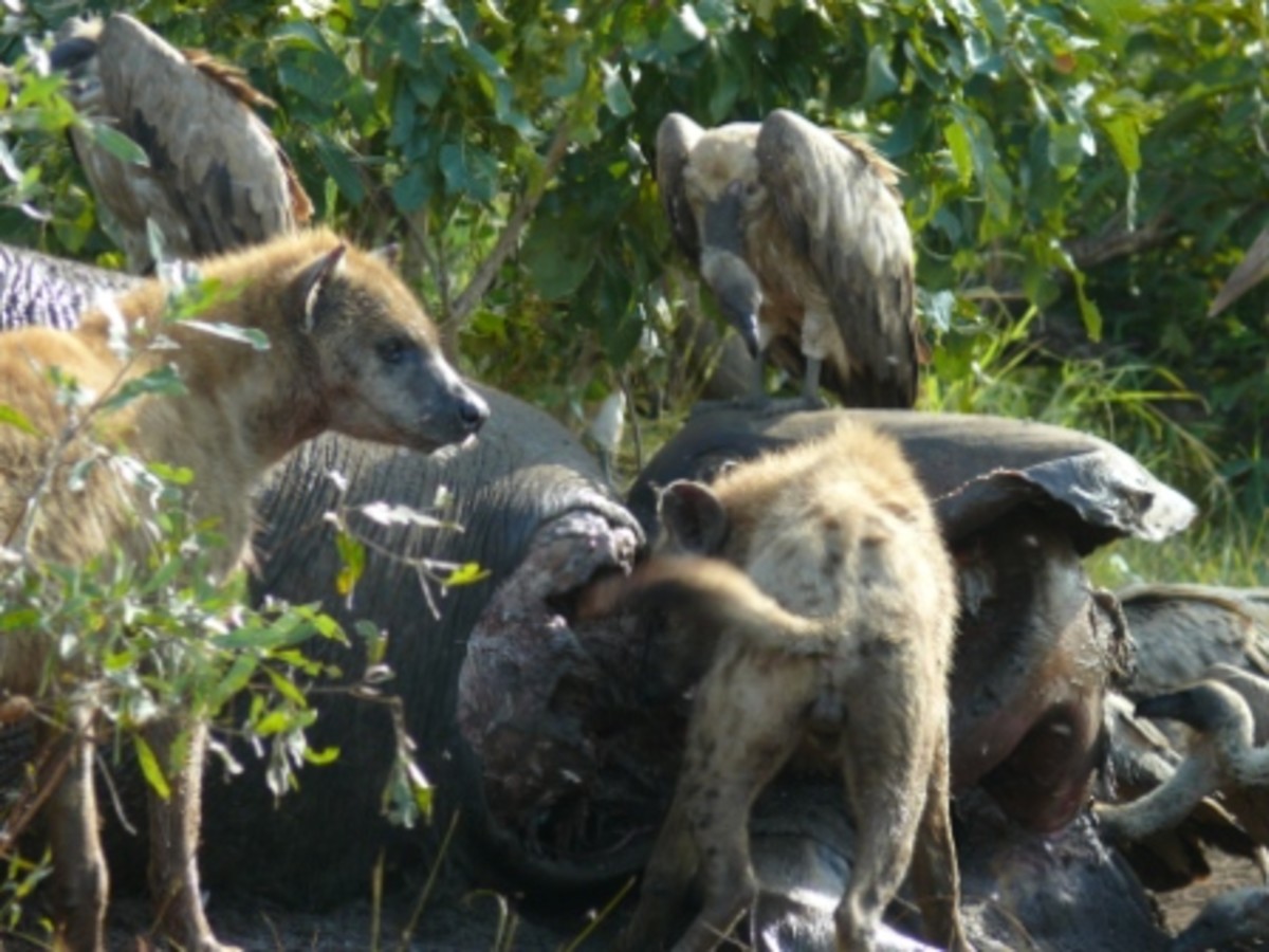 Elephant snack: Vultures and Hyhenas in Kruger