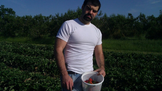 Growing strawberries is a beautiful thing. 