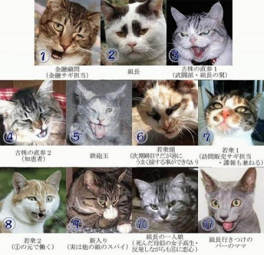 The Feline Mafia is Chinese, apparently.