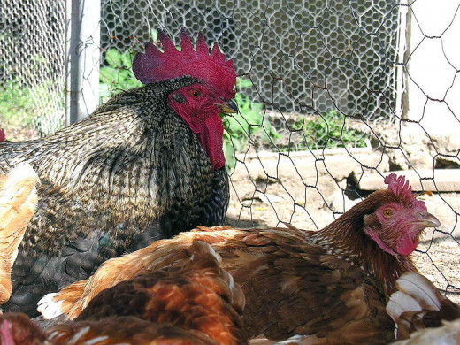 Keeping and raising chickens for meat and eggs can be a lot of fun and an interesting hobby.