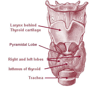 The thyroid gland is a butterfly shaped gland at front and bottom of the neck. It has 2 lobes connected by a thinner isthmus.