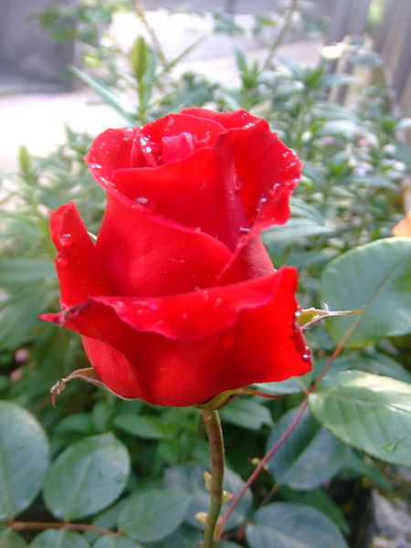 You dont have to spend a fortune on Fake roses most Dollar stores have them in stock.