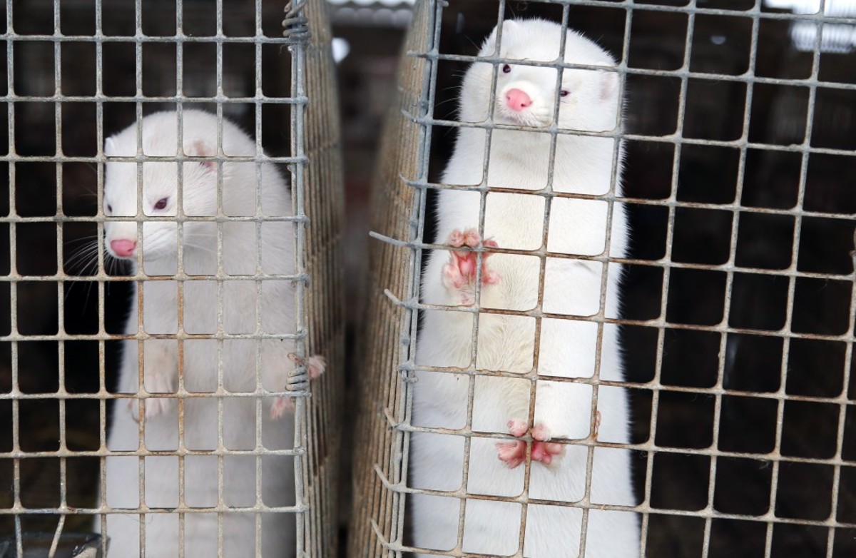 White minks in cages awaiting the inevitable.