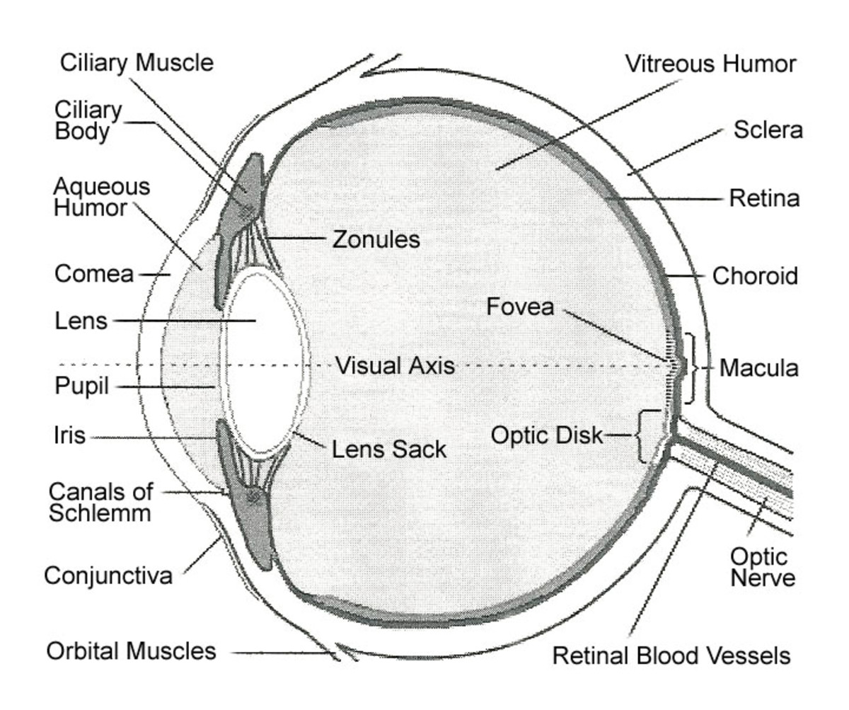 Internal Parts And Functions Of The Eye Hubpages