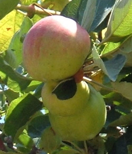 Apples growing in Tenerife north