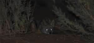 Can you see them?