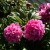 Peony Flowers - Usually Bloom on Mother's Day, almost on the very day.  These bright pink are my favorites!