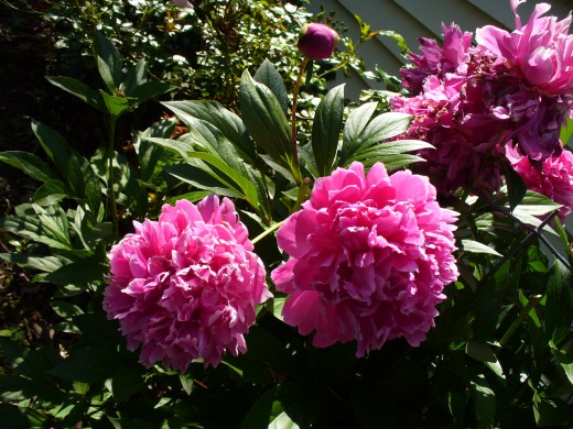 Peony Flowers - Usually Bloom on Mother's Day, almost on the very day.  These bright pink are my favorites!