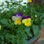 Pansies are a great flower to grow in cool seasons or climates.  Here, they are growing happily in a pot on the front porch.