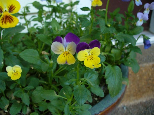 Pansies are a great flower to grow in cool seasons or climates.  Here, they are growing happily in a pot on the front porch.