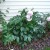 Light pink colored peonies growing in the shade.  These often need staking.   They are great for cutting and bringing indoors though too.