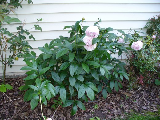Light pink colored peonies growing in the shade.  These often need staking.   They are great for cutting and bringing indoors though too.