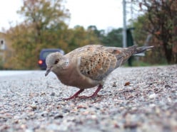 The Turtle Doves and Their Near Extinction