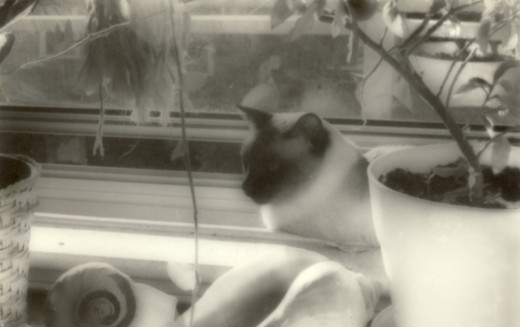 My roommates cat loved my sunny window!