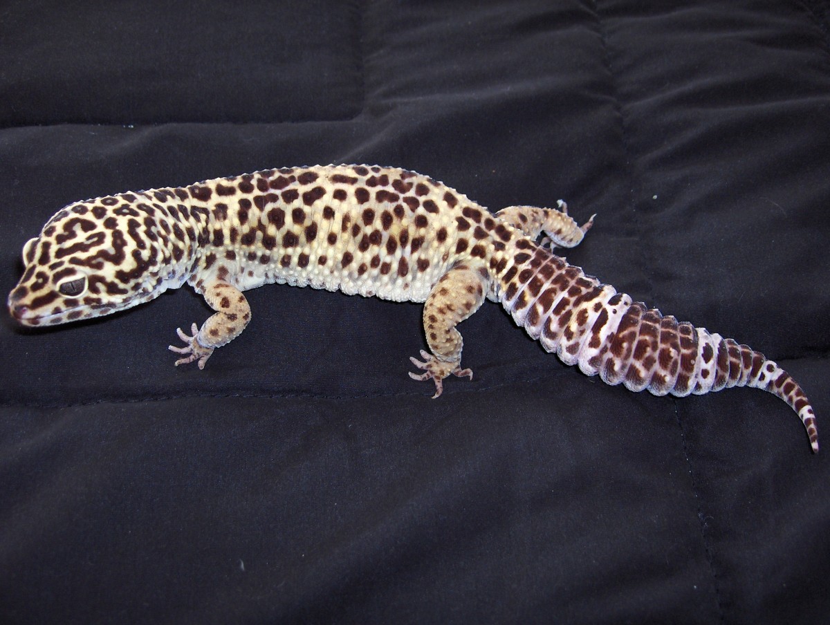 what do leopard geckos look like when they shed - leopard
